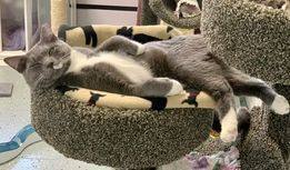 Matrix, a Adoptable Domestic Short Hair in Freeport, NY image 6/6