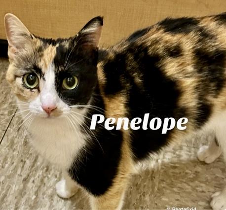 Penelope
