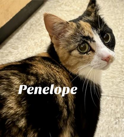 Penelope