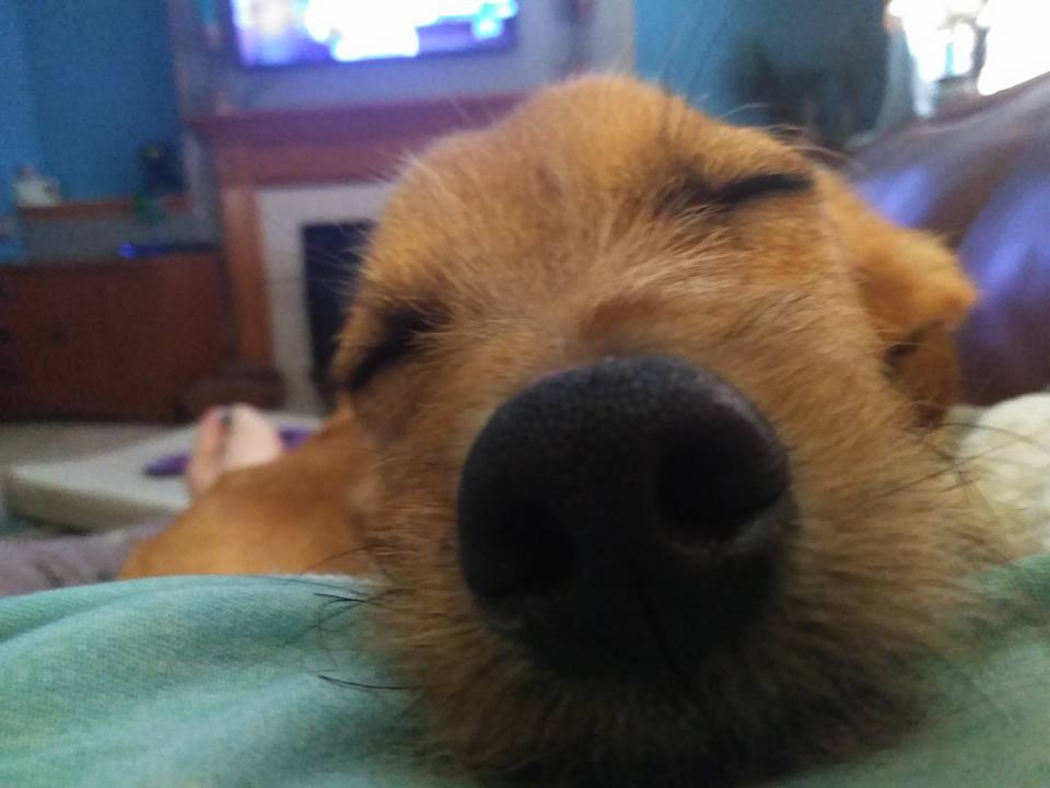 Huey photo 4