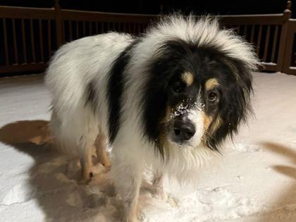 Enlarge Raiden (In Foster), a Adoptable mixed breed in Louisville, KY image 1/3