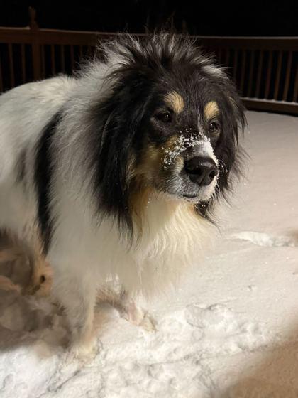 Enlarge Raiden (In Foster), a Adoptable mixed breed in Louisville, KY image 2/3