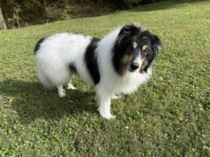 Raiden (In Foster), Adoptable, Young Male Collie & Mixed Breed.
