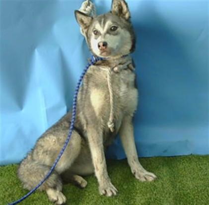 LULU, Adoptable, Young Female Siberian Husky.