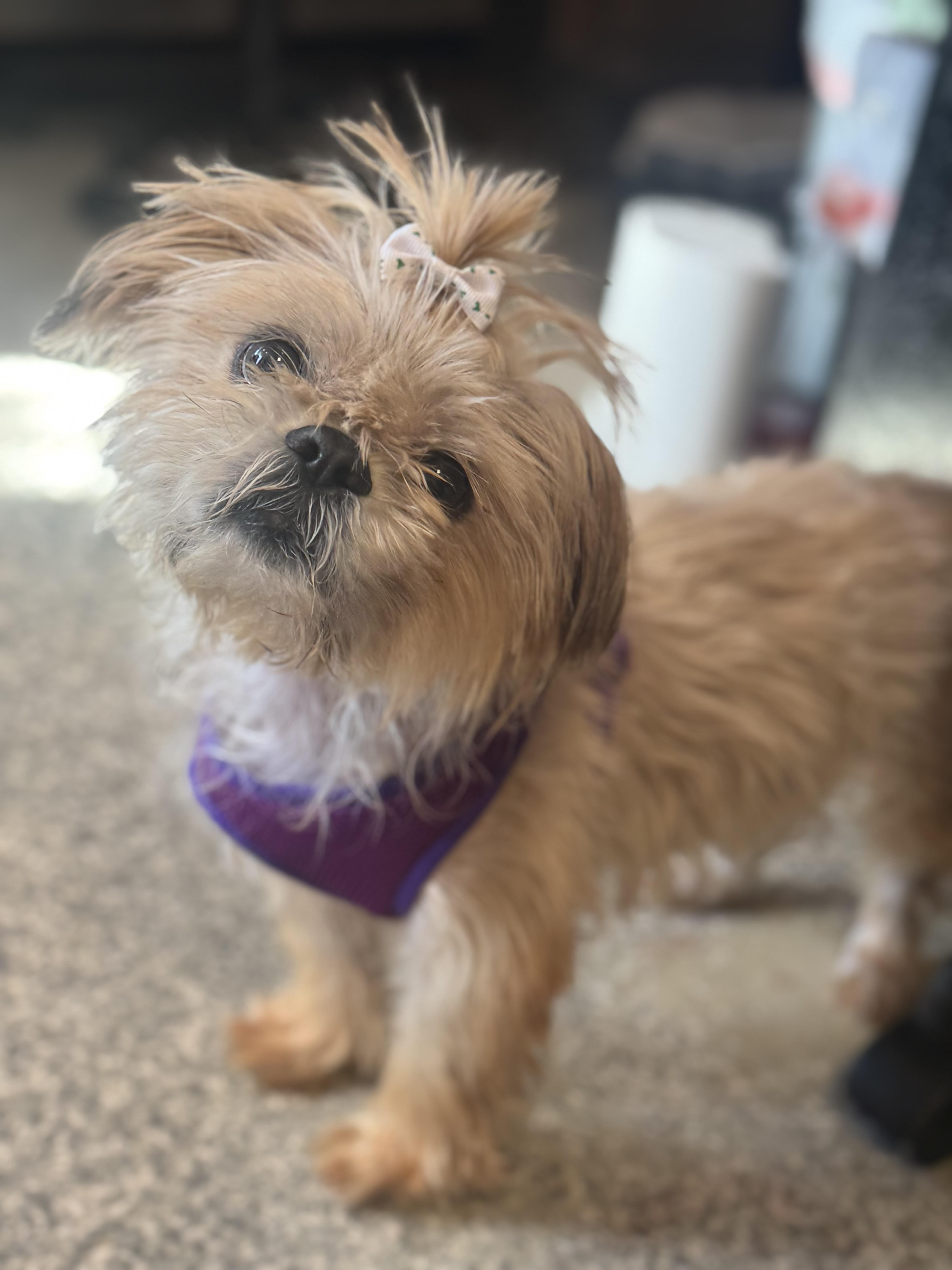 Dolly, Adoptable, Adult Female Shih Tzu.