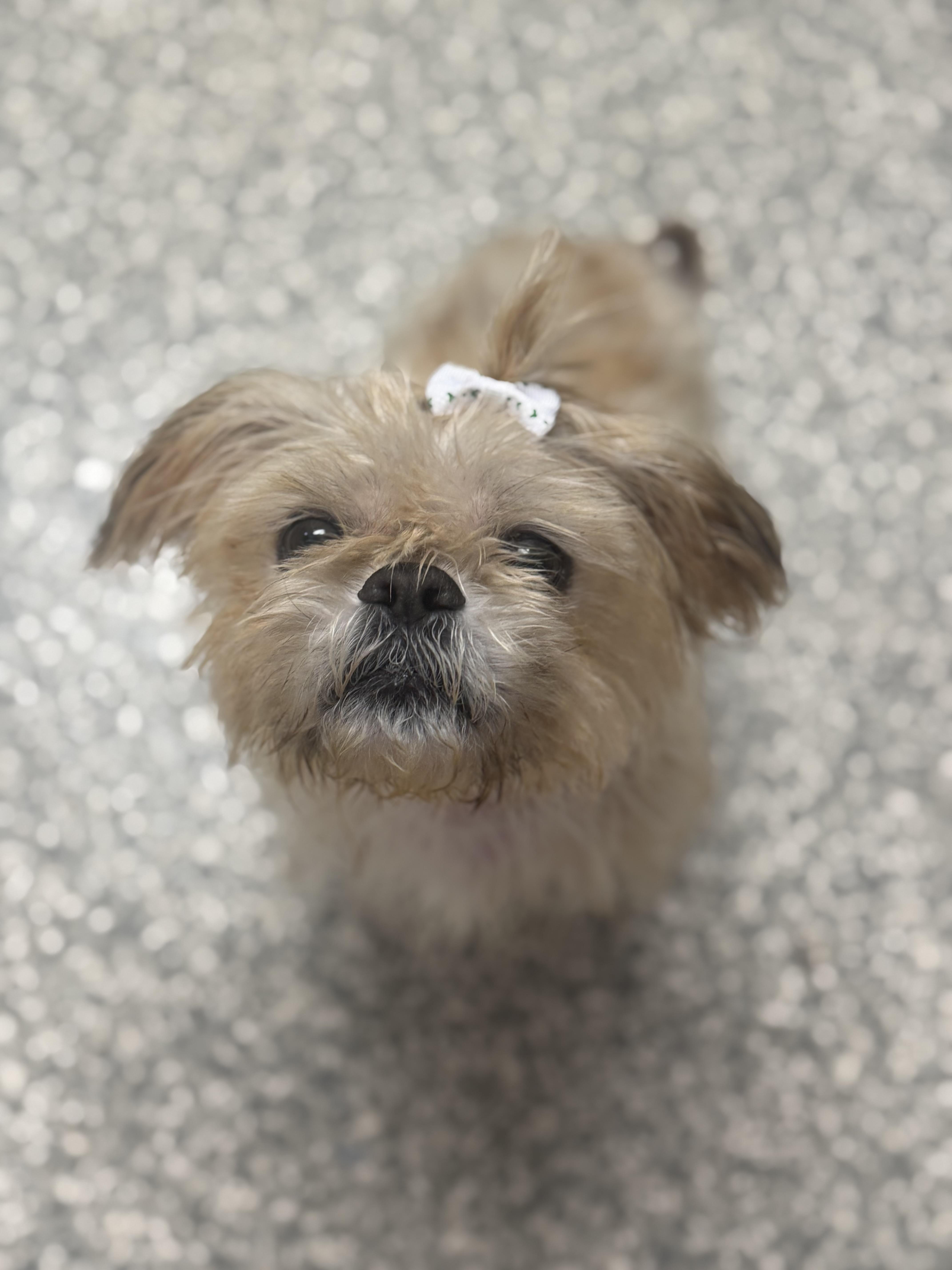Enlarge Dolly, a Adoptable Shih Tzu in Walker, MI image 2/6
