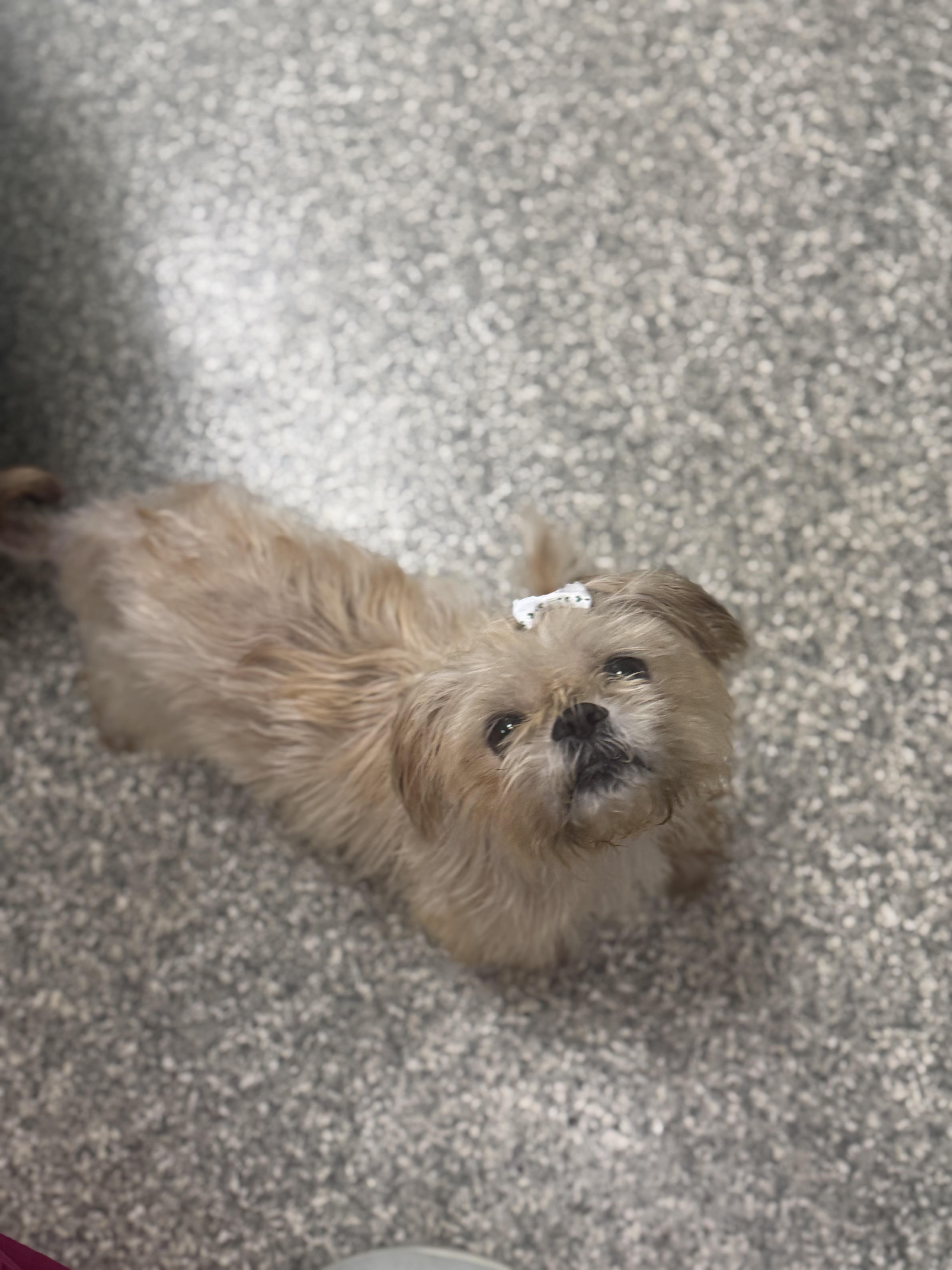 Enlarge Dolly, a Adoptable Shih Tzu in Walker, MI image 3/6