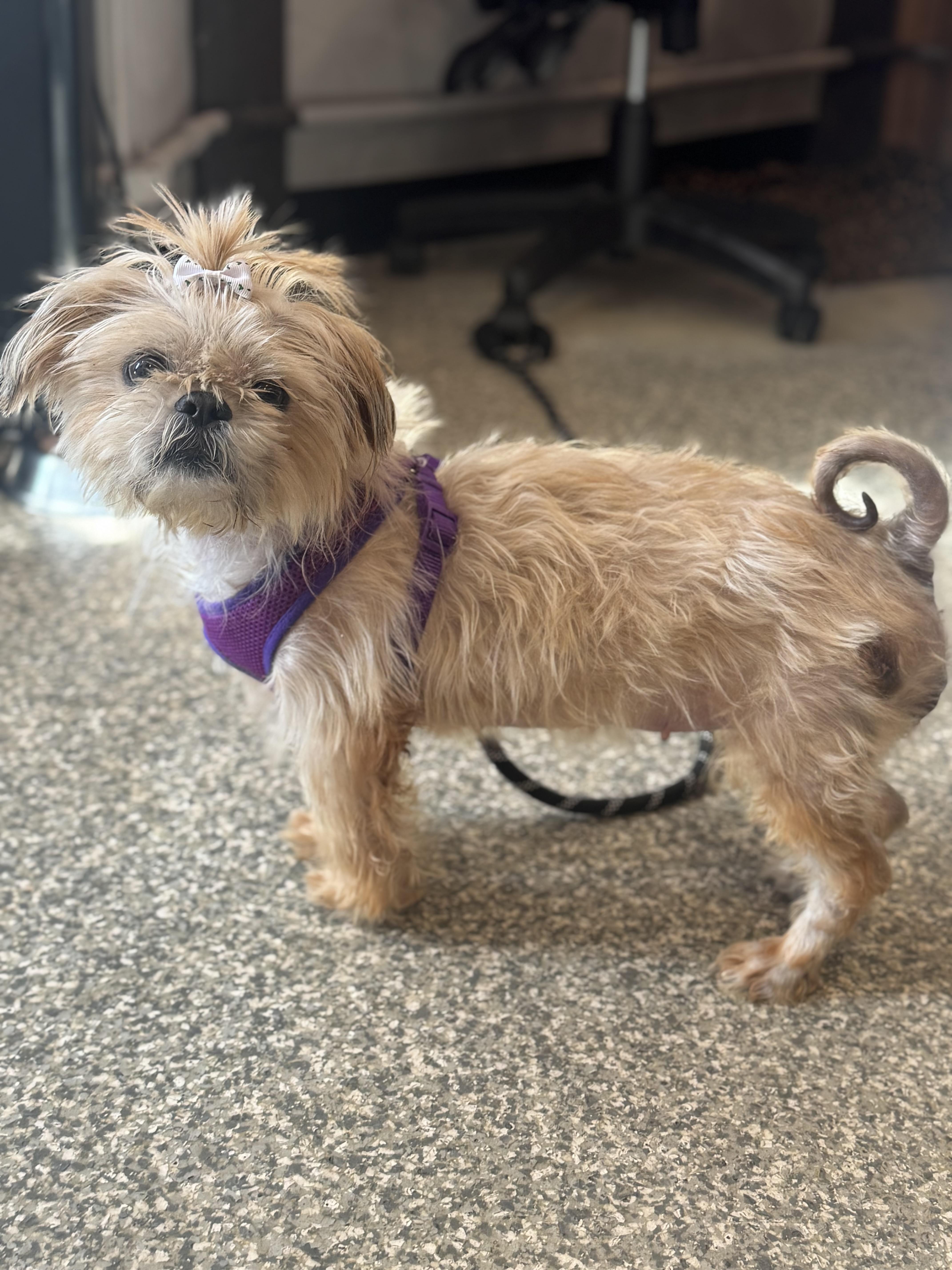 Enlarge Dolly, a Adoptable Shih Tzu in Walker, MI image 4/6