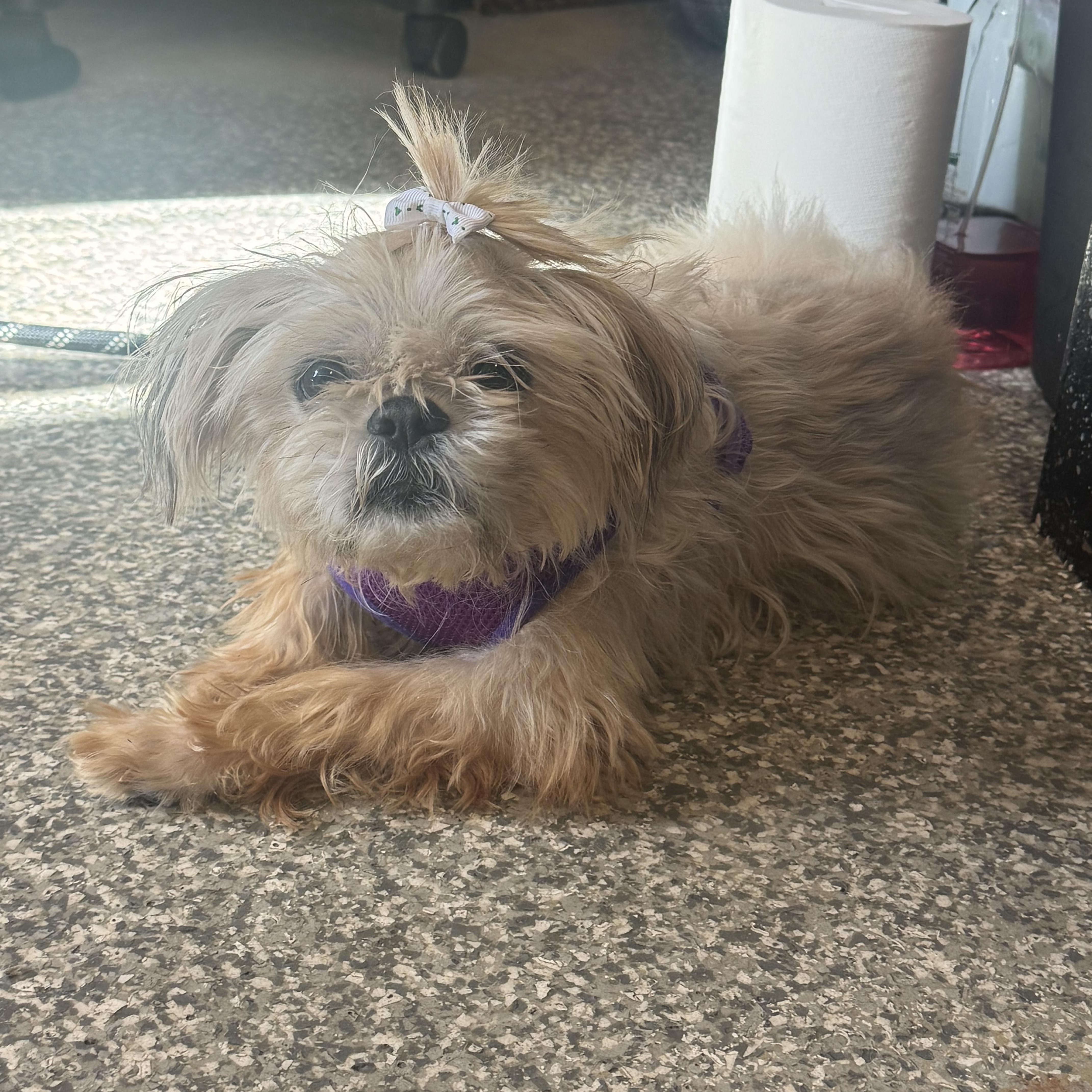 Enlarge Dolly, a Adoptable Shih Tzu in Walker, MI image 5/6