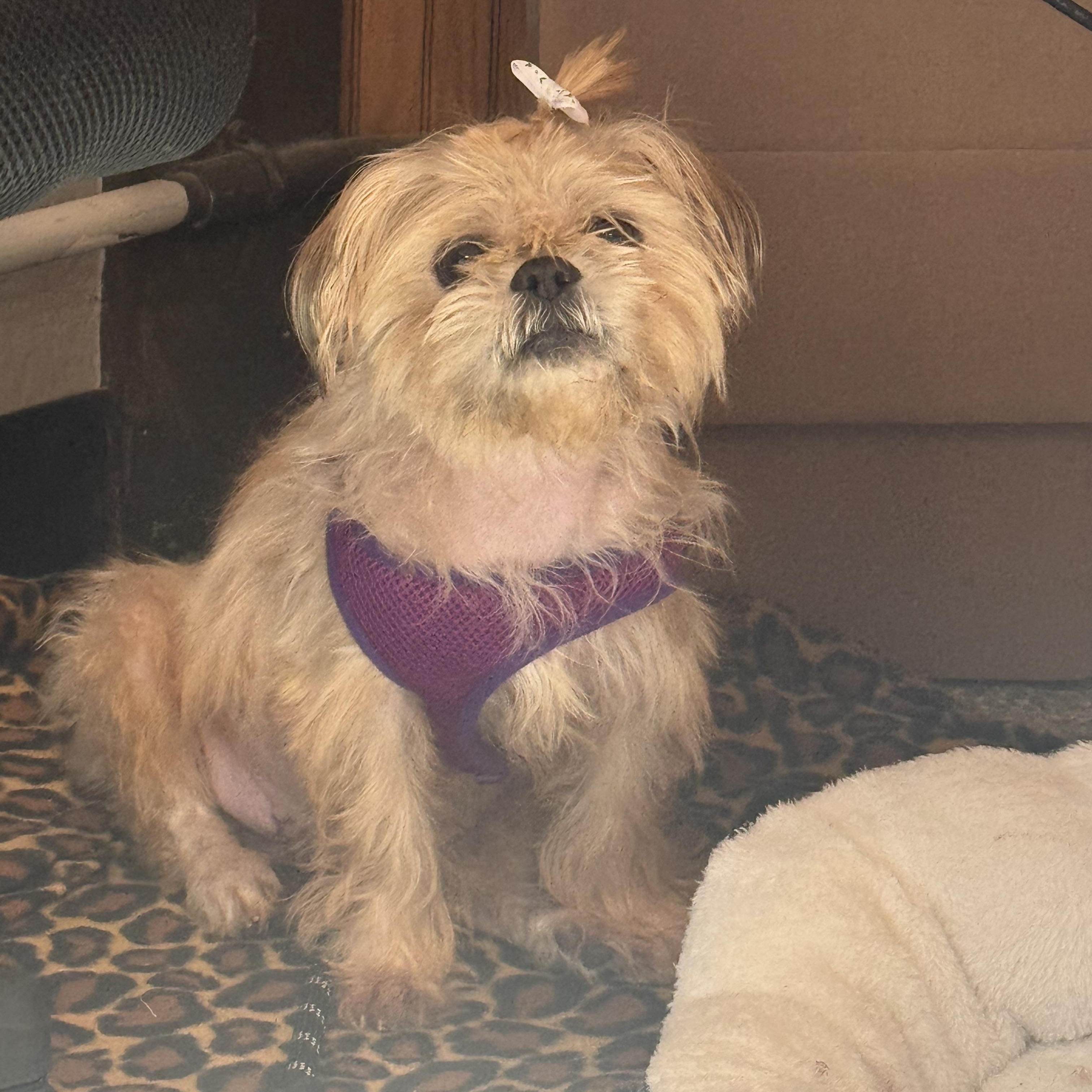 Enlarge Dolly, a Adoptable Shih Tzu in Walker, MI image 6/6
