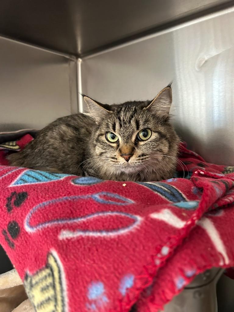 Enlarge Nyla, a Adoptable mixed breed in Sandy, UT image 1/1