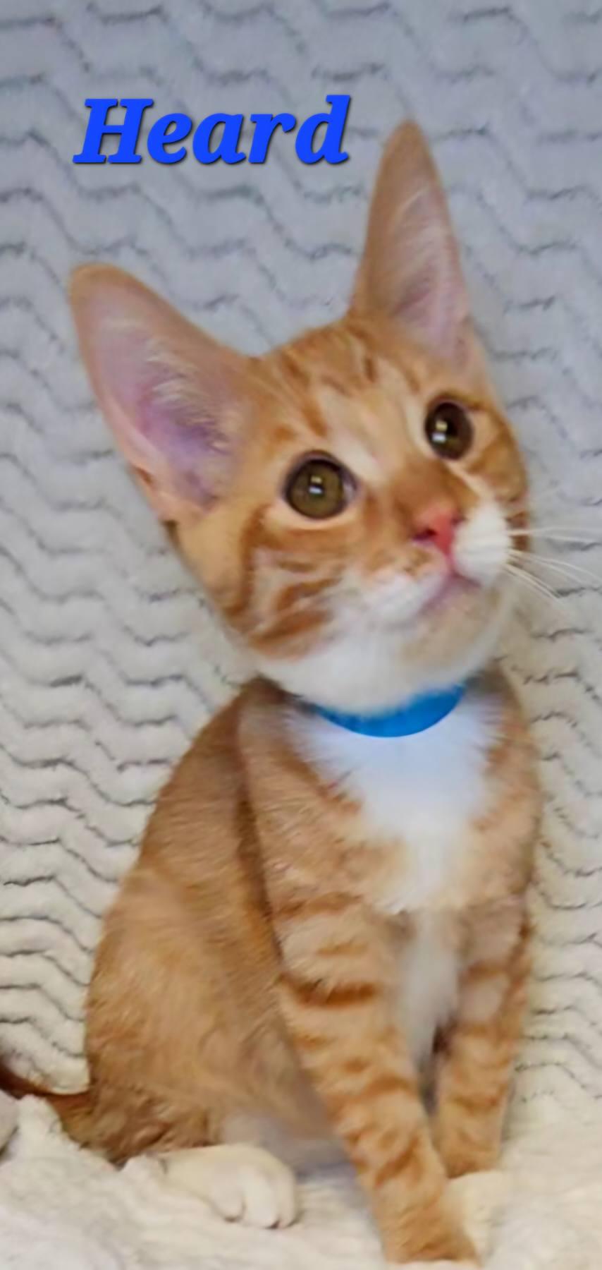 Enlarge Heard, an adopted Tabby in Macon, GA image 1/1