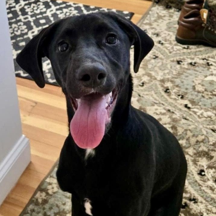 Enlarge Milo, a ADOPTABLE Labrador Retriever in West Haven, CT image 1/1
