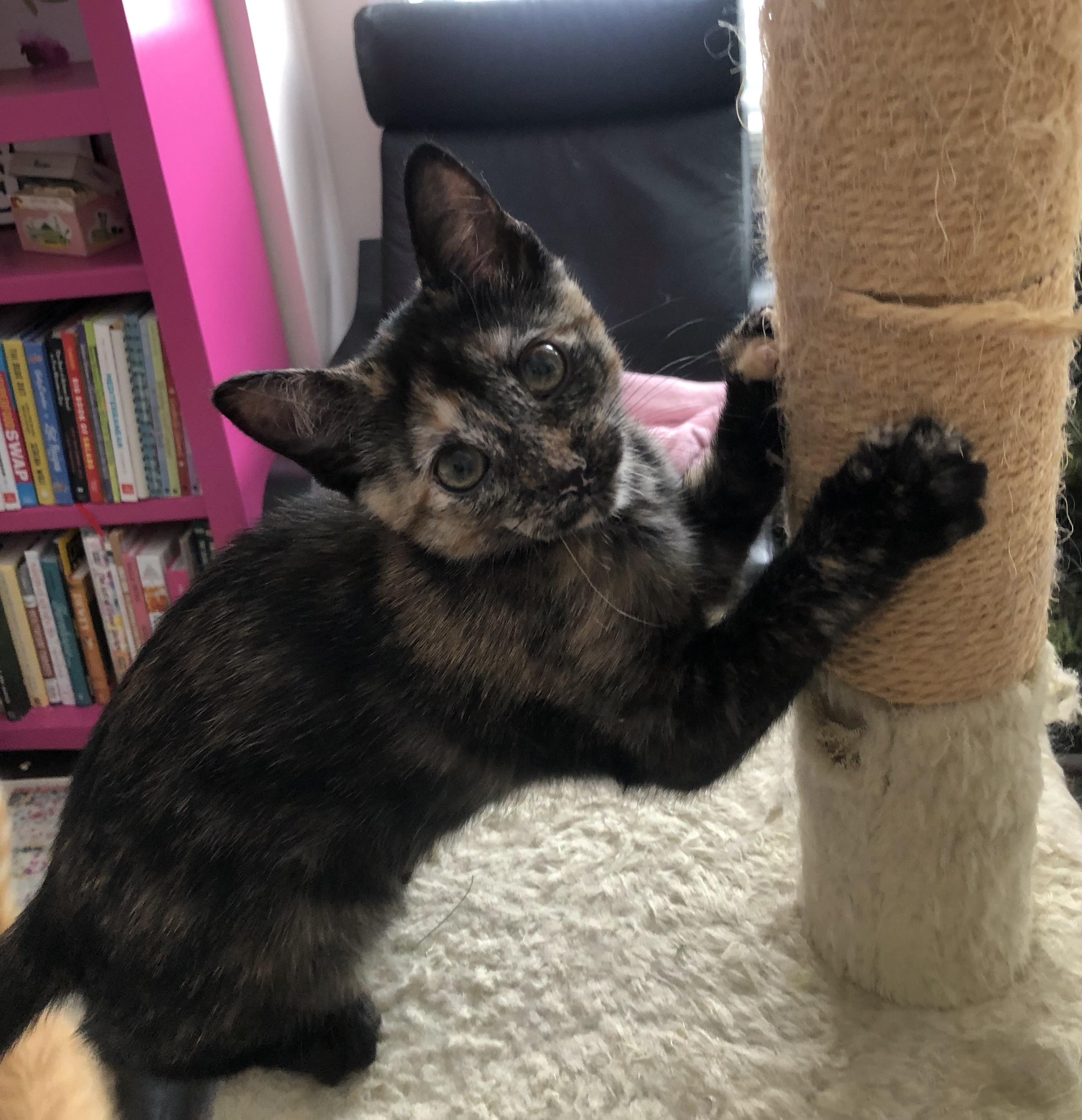 Maisy, ADOPTABLE, Kitten Female Tortoiseshell.