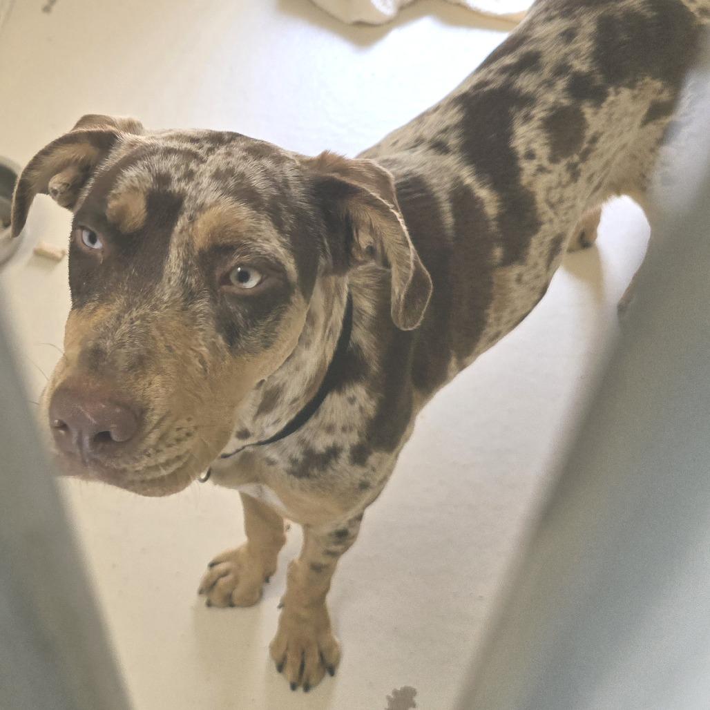Calliope, Adoptable, Young Female Catahoula Leopard Dog.