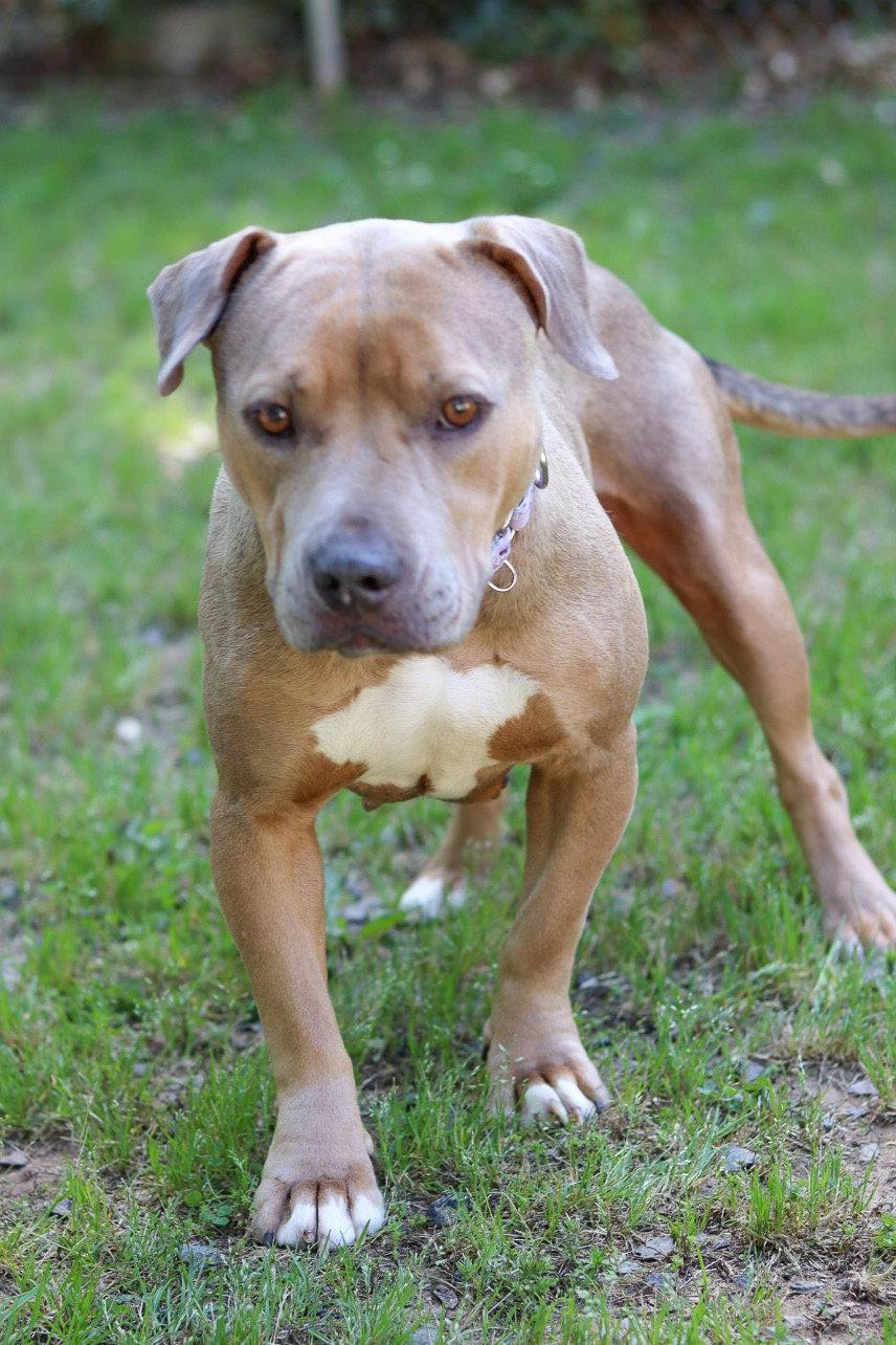 Enlarge Brown Sugar, a Adoptable Pit Bull Terrier in Sanford, NC image 1/2