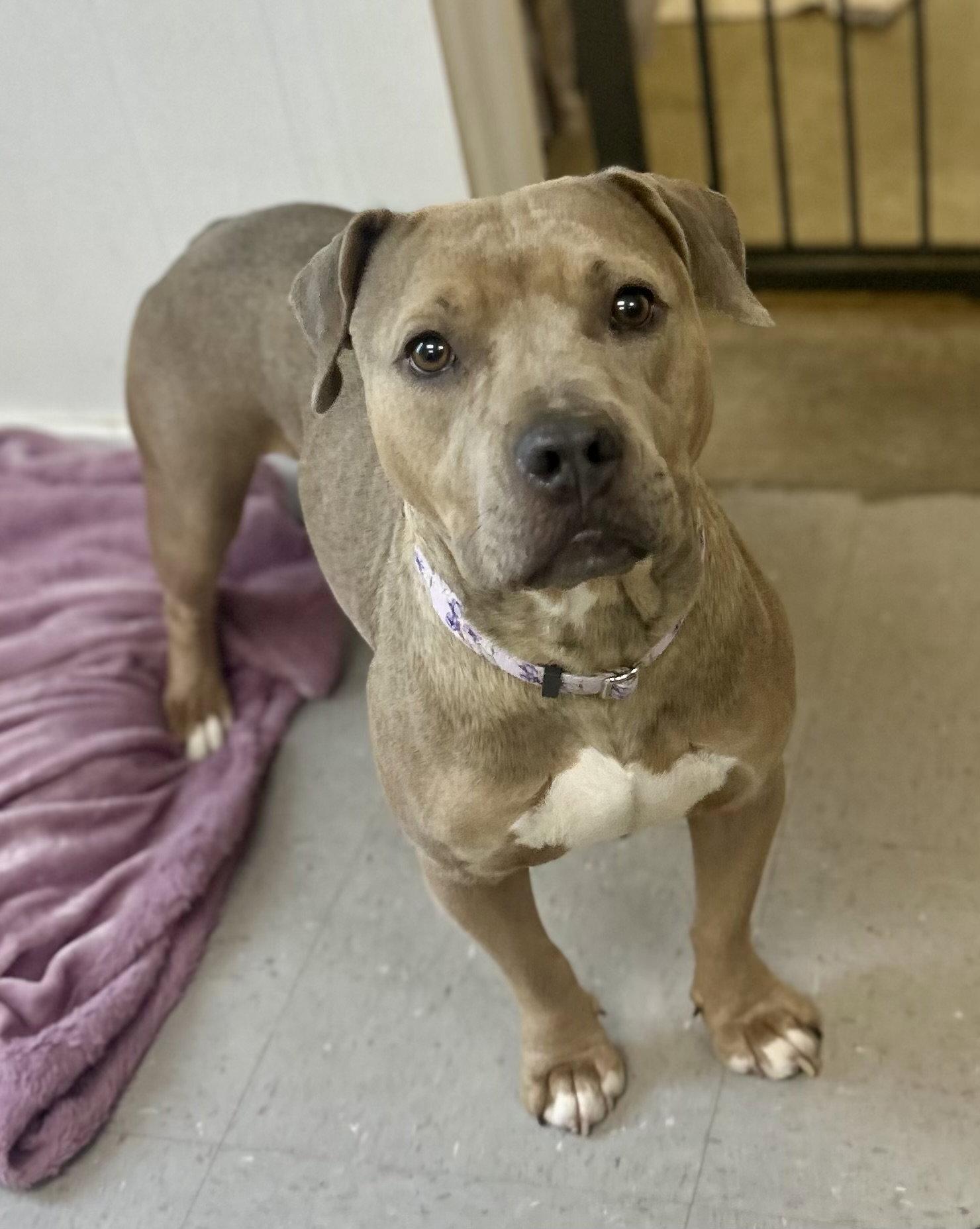 Enlarge Brown Sugar, a Adoptable Pit Bull Terrier in Sanford, NC image 2/3
