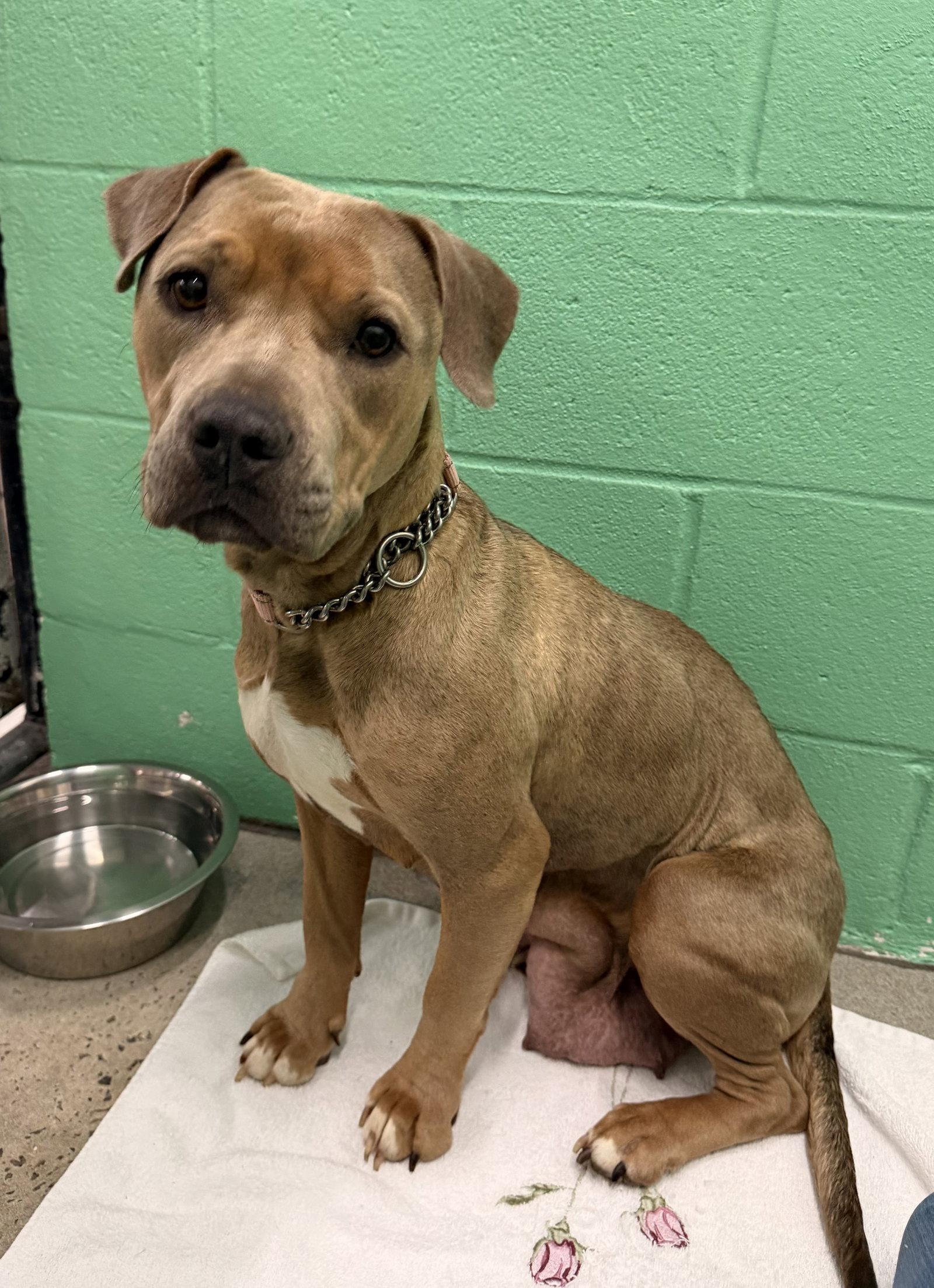 Enlarge Brown Sugar, a Adoptable Pit Bull Terrier in Sanford, NC image 2/2