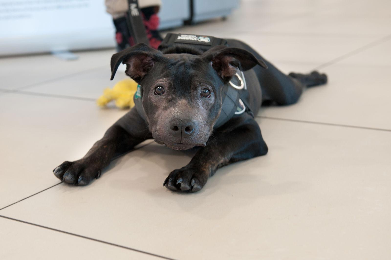 Harley, Adoptable, Puppy Male Pit Bull Terrier.