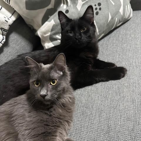 Turbo - *New Photos, Video and Bio* 3