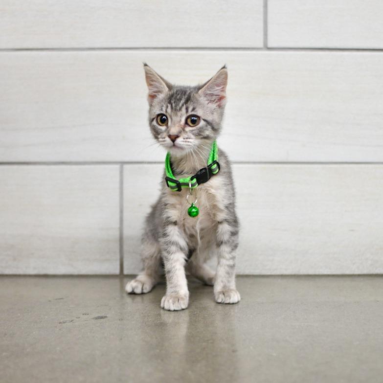 Diaz, Adoptable, Kitten Female Domestic Short Hair.
