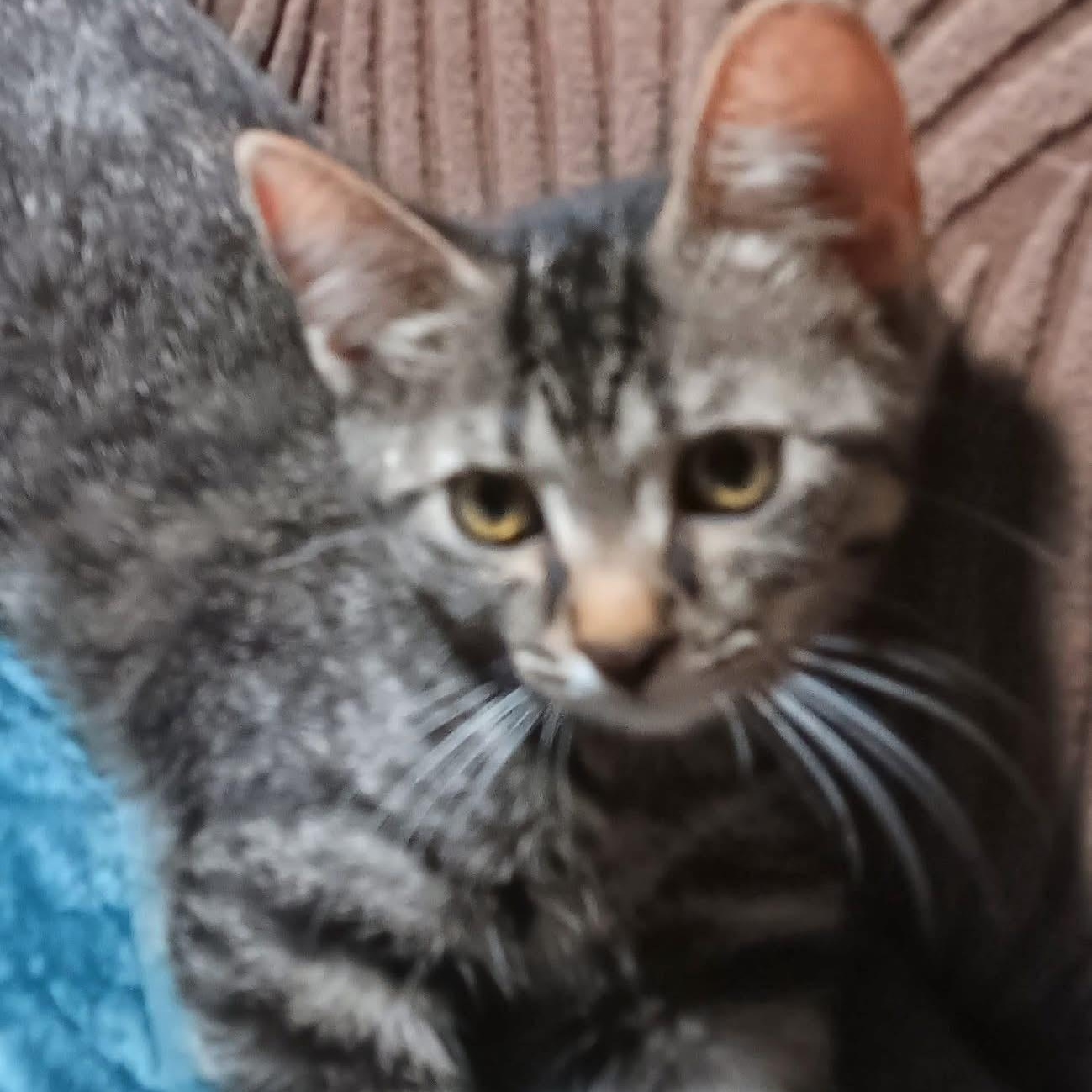 Cadbury, ADOPTABLE, Kitten Female Domestic Short Hair & Tabby.