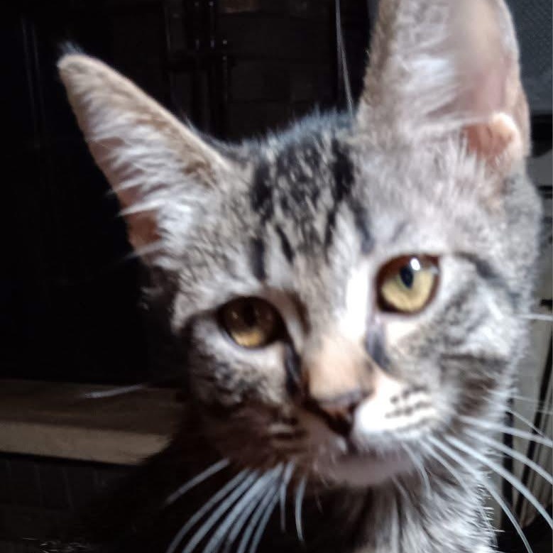 Cadbury, a ADOPTABLE mixed breed in Kentwood, MI image 3/4