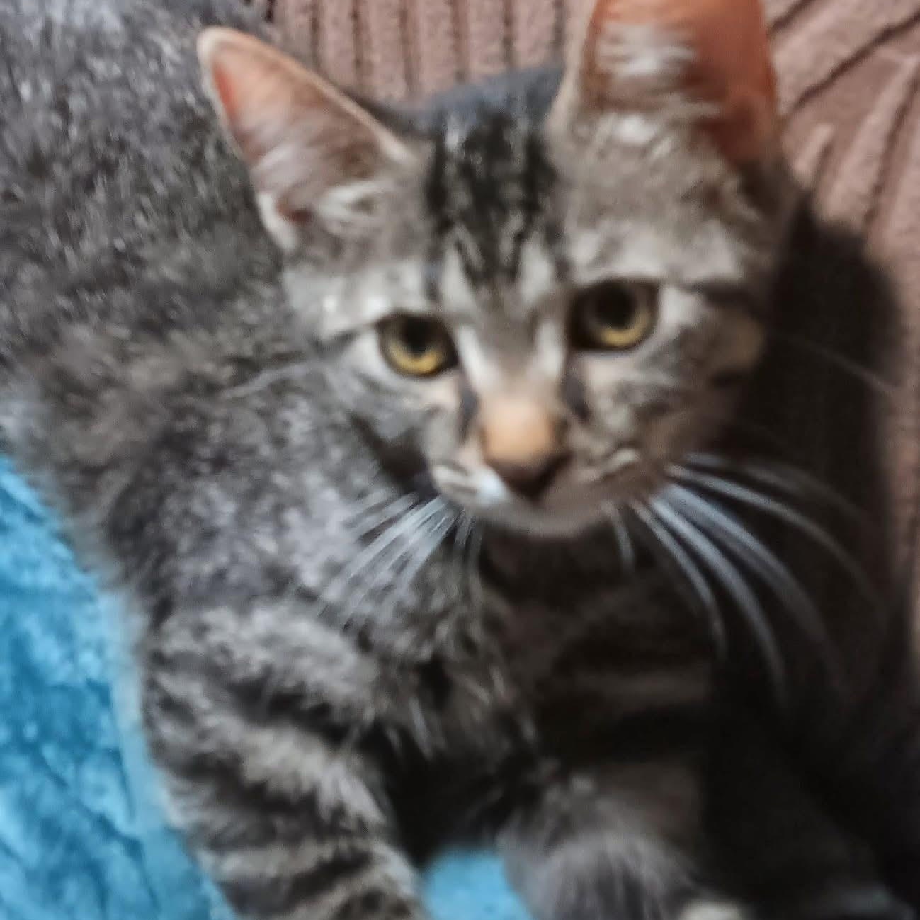 Cadbury, a ADOPTABLE mixed breed in Kentwood, MI image 4/4