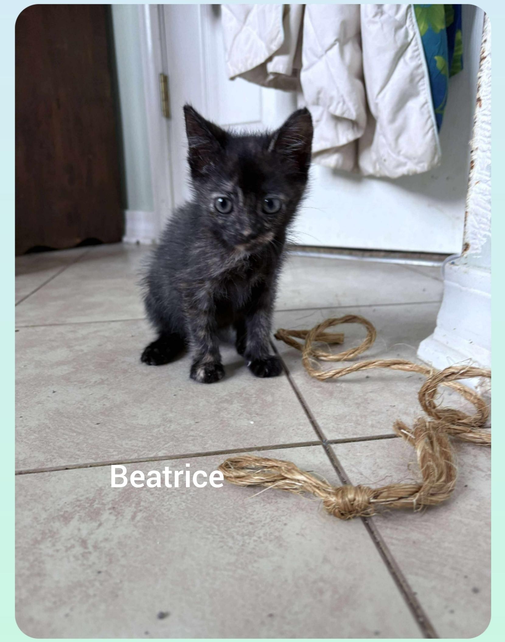 Beatrice thumbnail 2