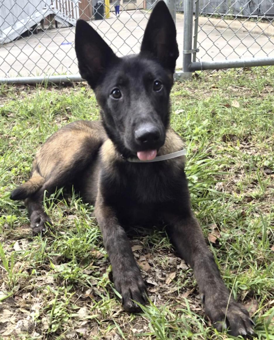 Enlarge Carson, a ADOPTABLE Belgian Shepherd / Malinois in Kankakee, IL image 4/4
