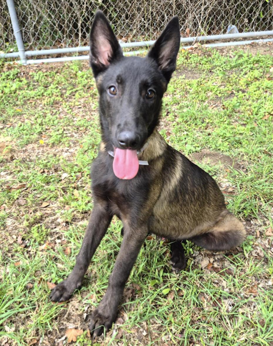 Enlarge Carson, a ADOPTABLE Belgian Shepherd / Malinois in Kankakee, IL image 3/4