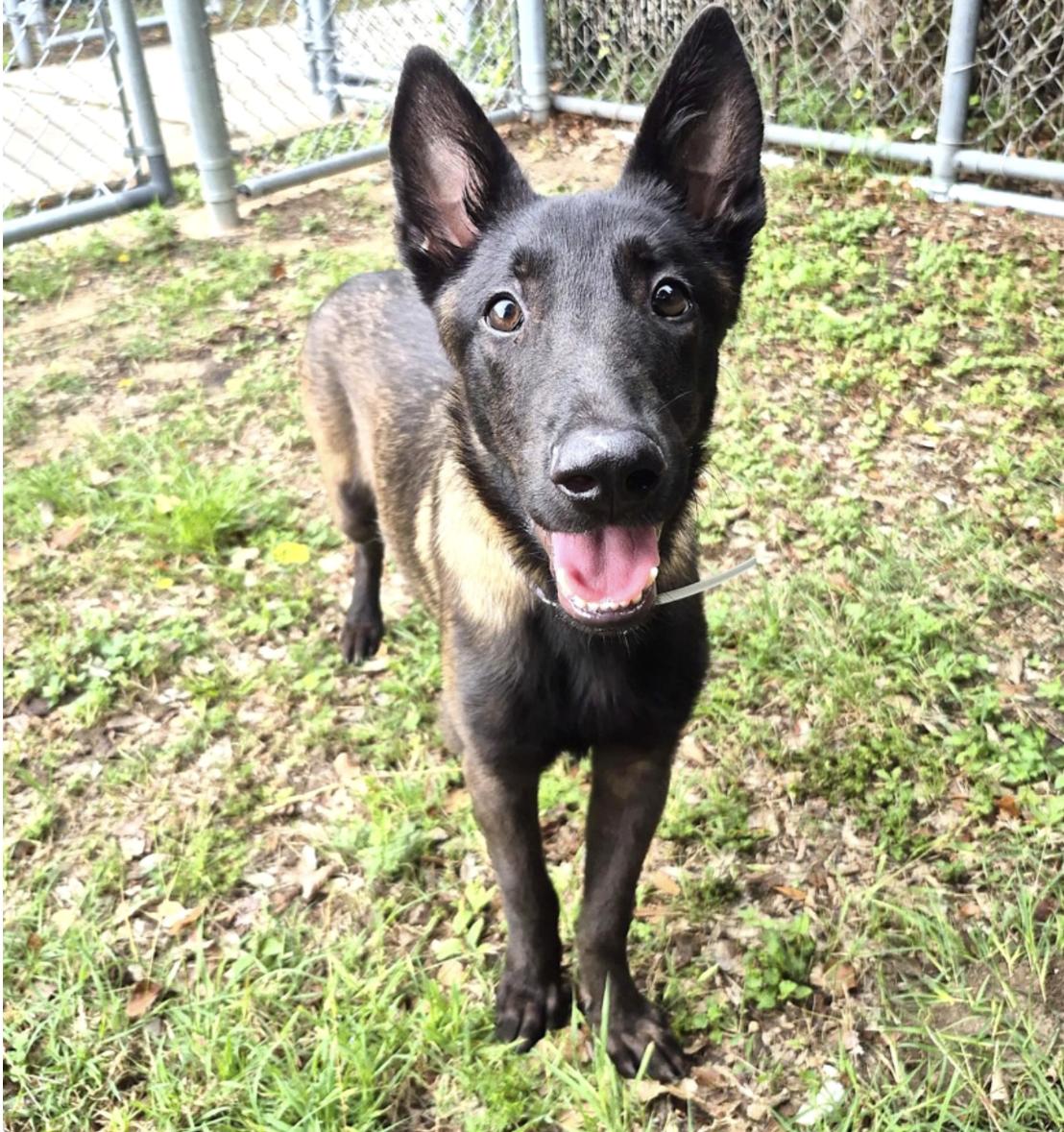 Enlarge Carson, a ADOPTABLE Belgian Shepherd / Malinois in Kankakee, IL image 2/4