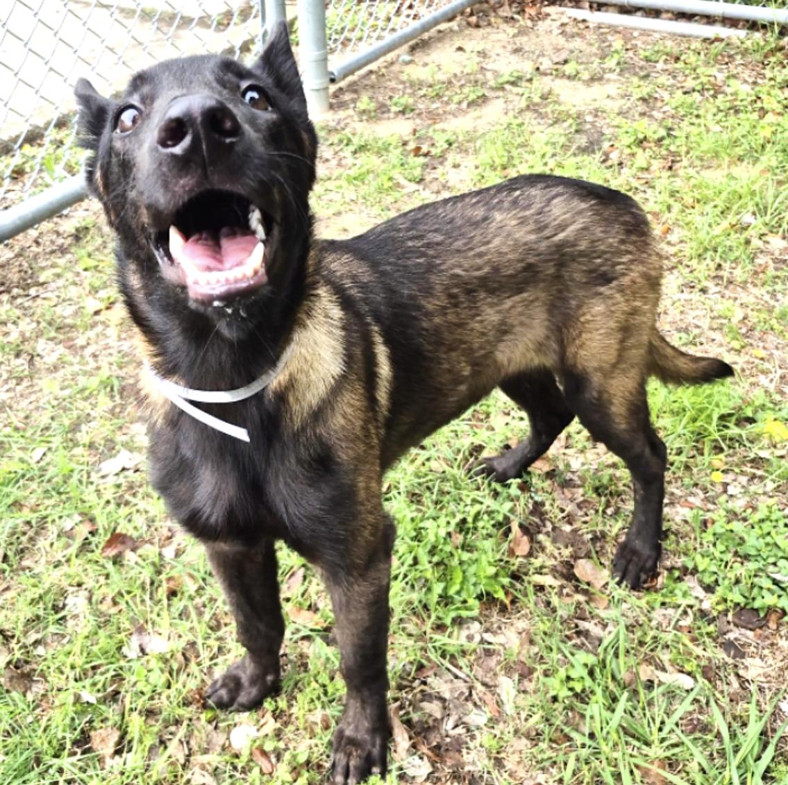 Enlarge Carson, a ADOPTABLE Belgian Shepherd / Malinois in Kankakee, IL image 1/4