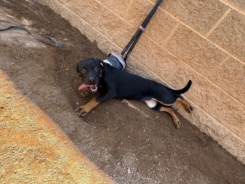 Enlarge Lilly, a Adoptable Mixed Breed in Hobbs, NM image 1/6
