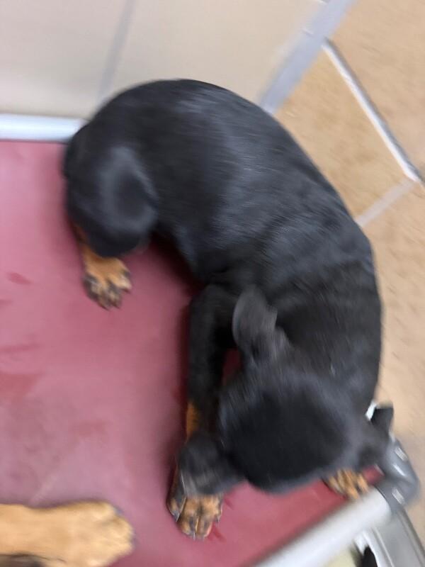 Lilly, a Adoptable Mixed Breed in Hobbs, NM image 2/6