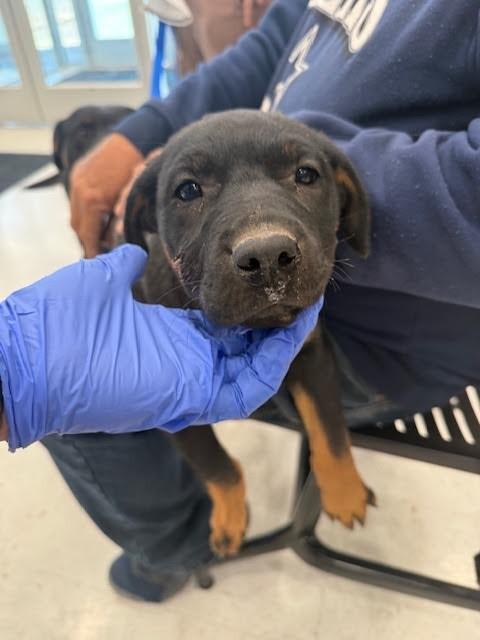 Lilly, a Adoptable Mixed Breed in Hobbs, NM image 3/6