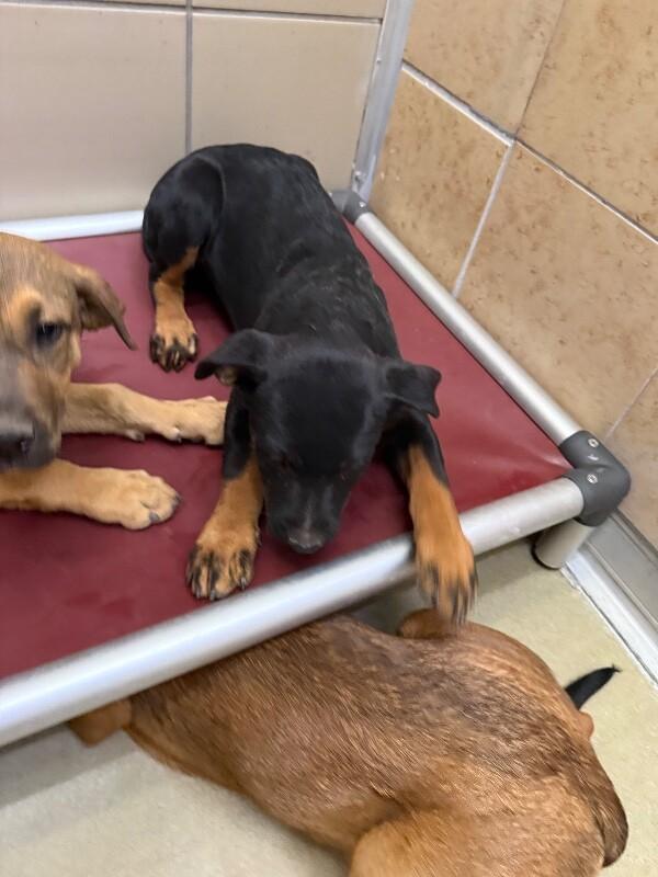 Lilly, a Adoptable Mixed Breed in Hobbs, NM image 4/6