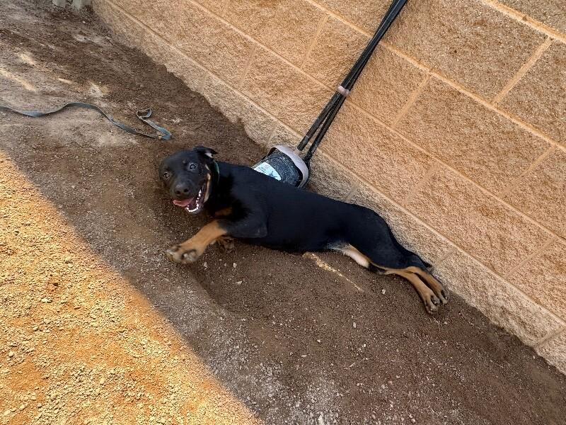 Enlarge Lilly, a Adoptable Mixed Breed in Hobbs, NM image 4/6