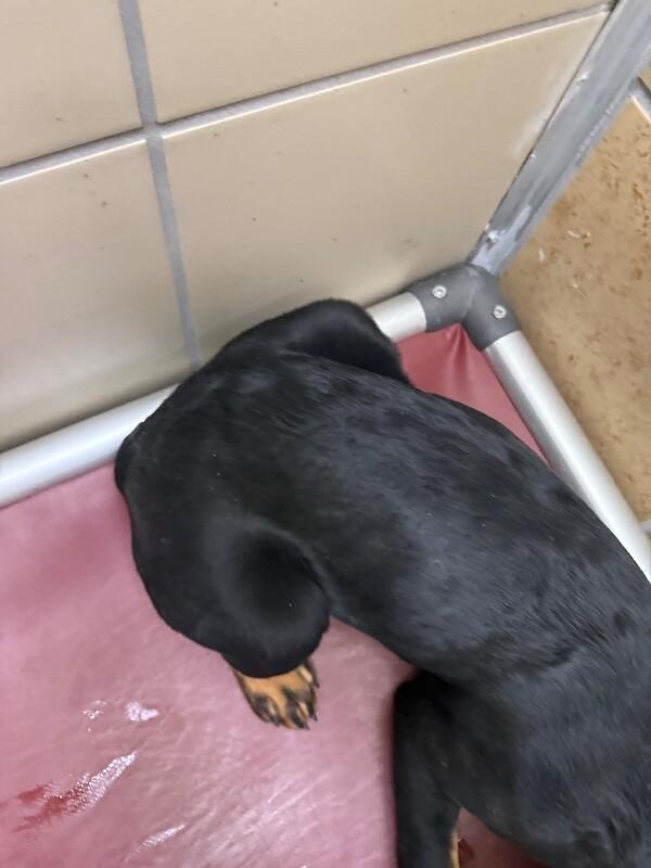 Lilly, a Adoptable Mixed Breed in Hobbs, NM image 5/6