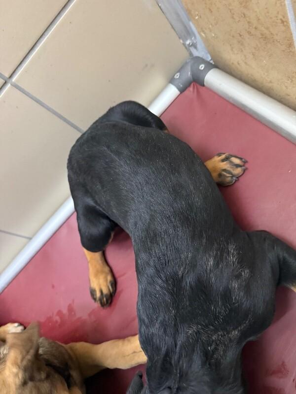 Lilly, a Adoptable Mixed Breed in Hobbs, NM image 6/6