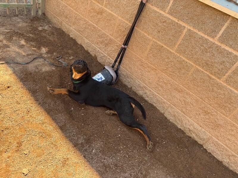 Enlarge Lilly, a Adoptable Mixed Breed in Hobbs, NM image 6/6
