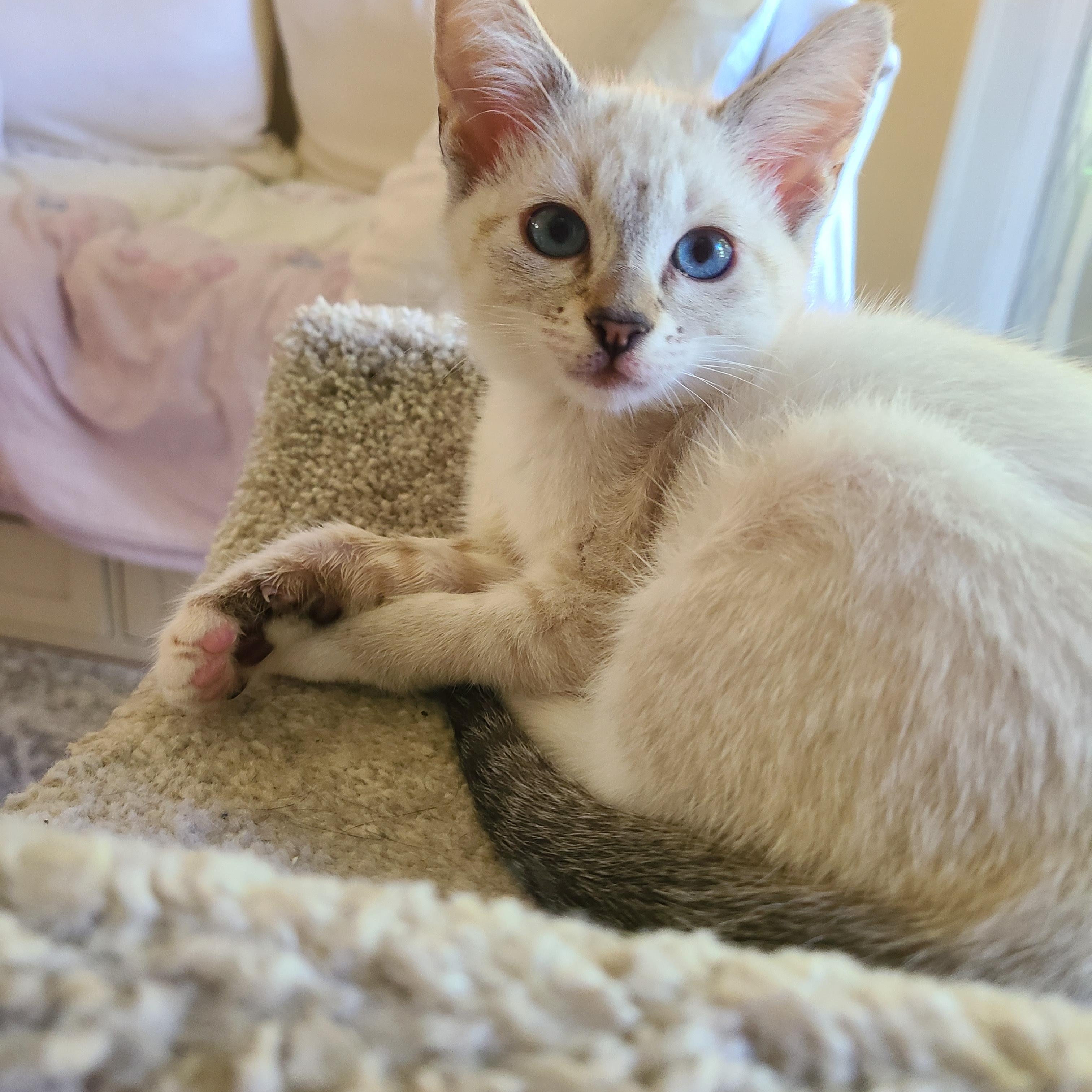 Buzz & Clover, adopted, Kitten Female Domestic Medium Hair.