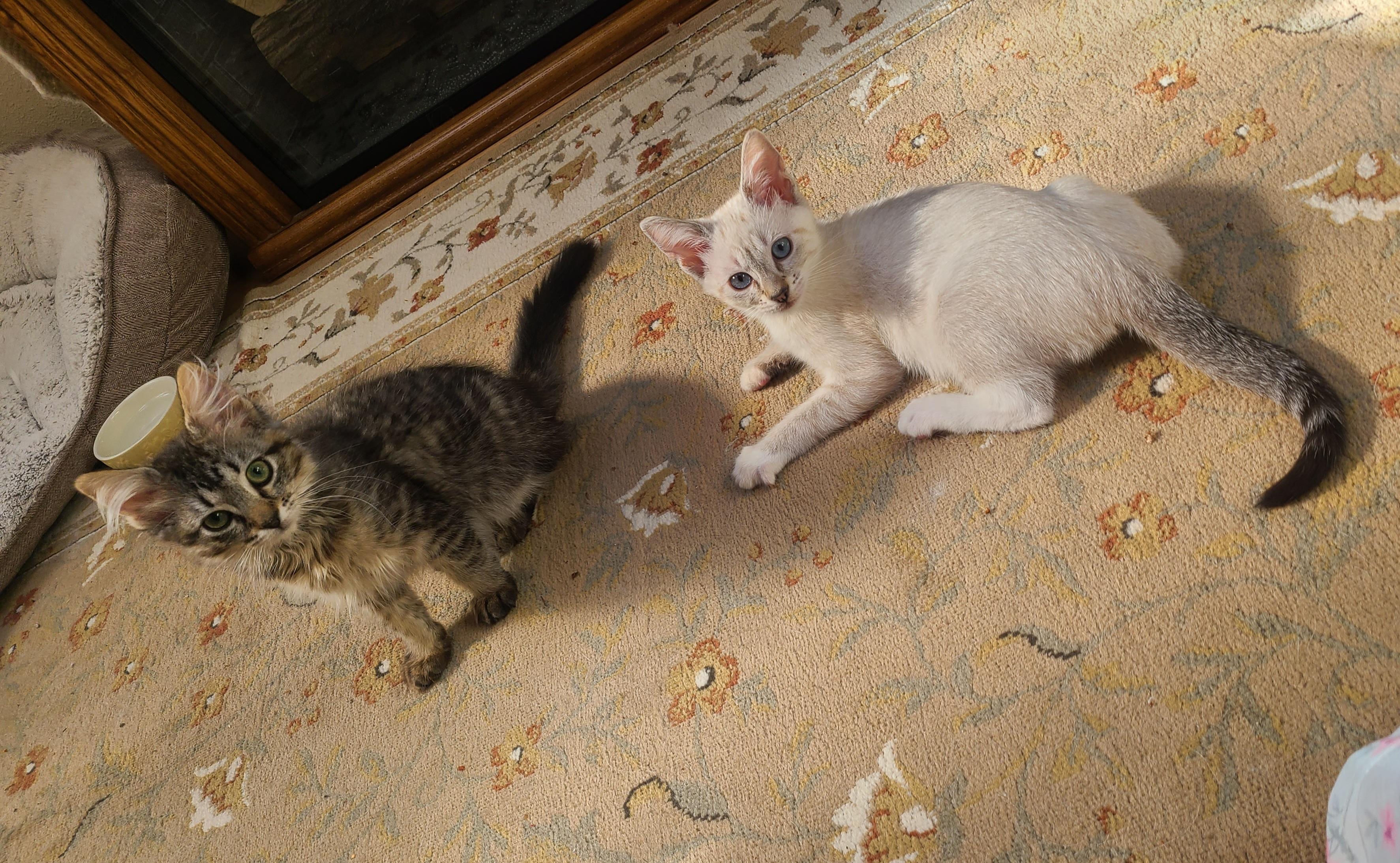 Enlarge Buzz & Clover, an adopted mixed breed in Kirkland, WA image 3/4