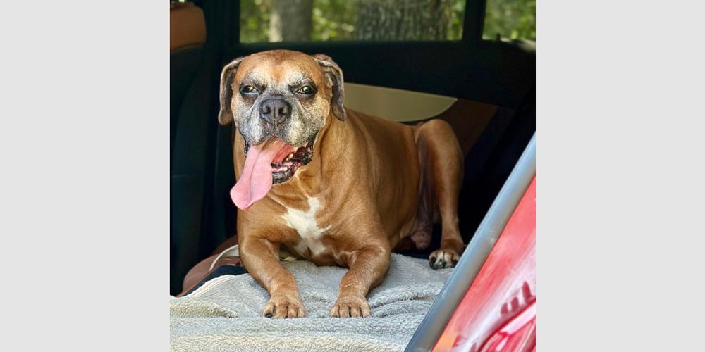 Enlarge Spike II - Silver Heart, a Adoptable Boxer in Hewitt, TX image 1/4