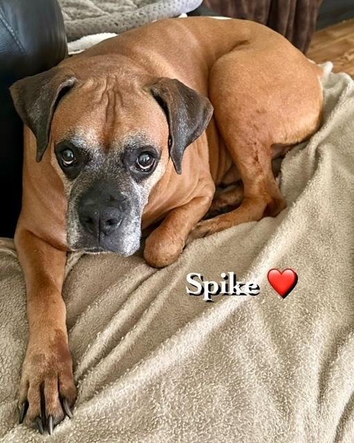 Enlarge Spike II - Silver Heart, a Adoptable Boxer in Hewitt, TX image 2/4