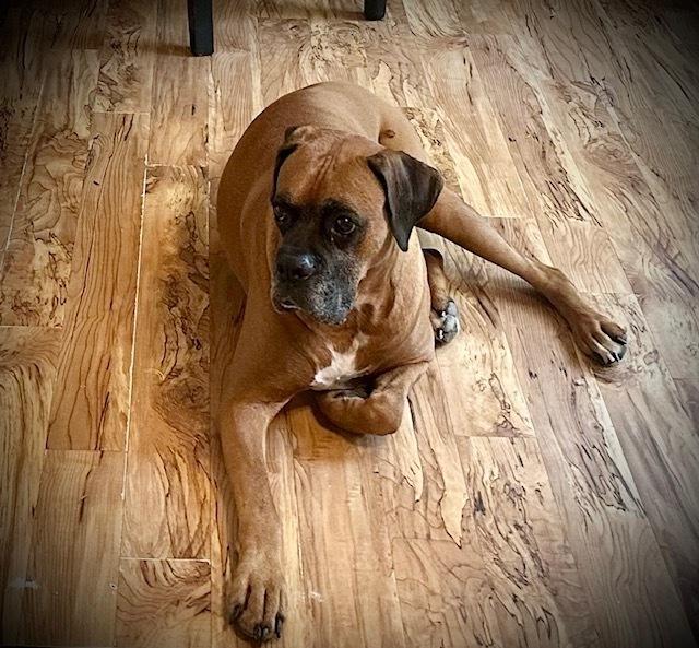 Enlarge Spike II - Silver Heart, a Adoptable Boxer in Hewitt, TX image 3/4