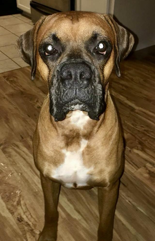 Enlarge Spike II - Silver Heart, a Adoptable Boxer in Hewitt, TX image 4/4