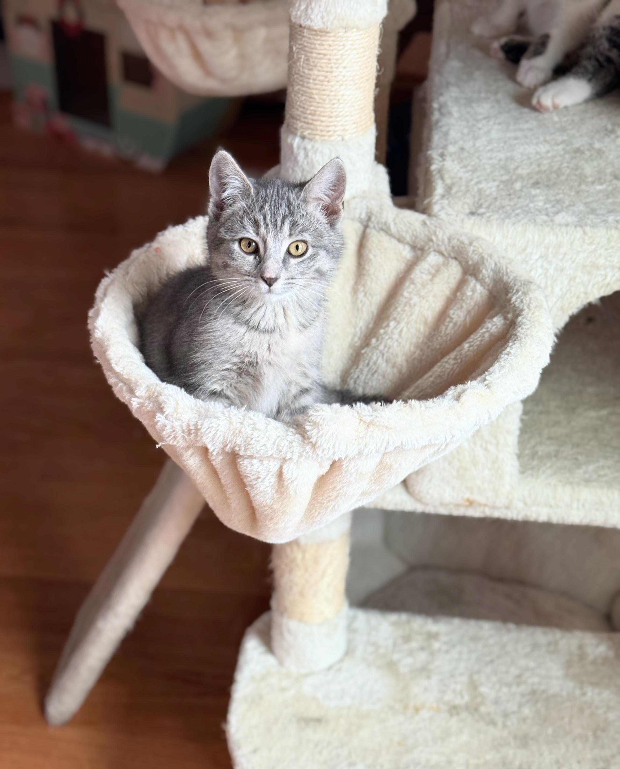 Chevron, adopted, Kitten Female American Shorthair.