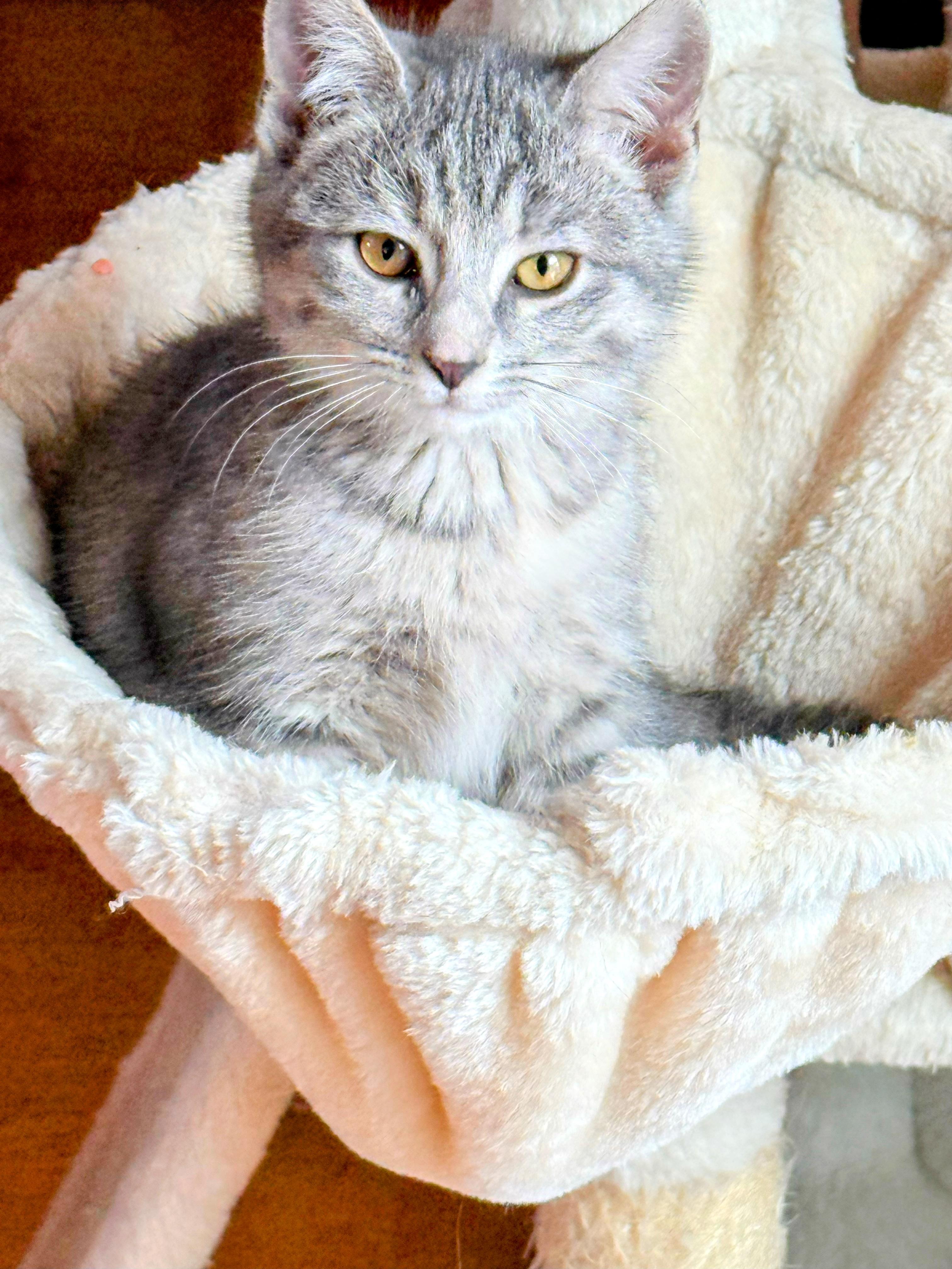 Chevron, an adopted American Shorthair in Murfreesboro, TN image 2/3