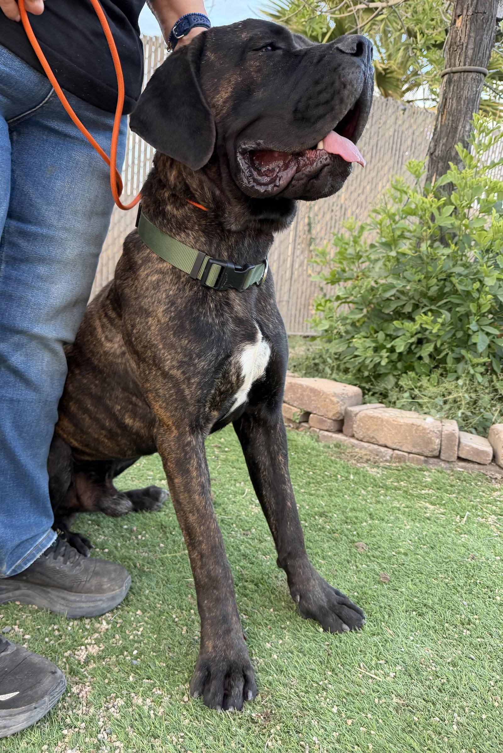 Teddy, Adoptable, Young Male Cane Corso.